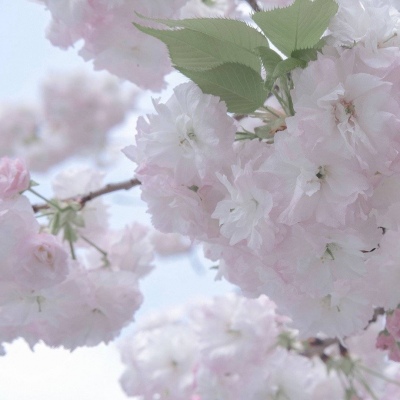 河南福瑞交流群